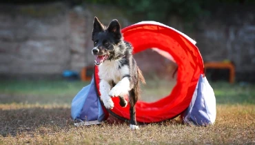 Collie running and emerging from a small dog tunnel