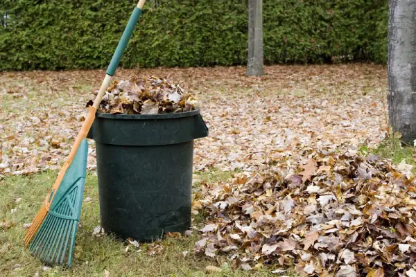 Bin full of leaves next to a rake.