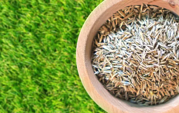 Bowl of seeds for overseeding lawn.