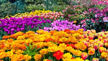 Orange, purple, pink and yellow flowers in a garden