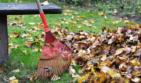 A rake leaning against a bench by a leaf pile.