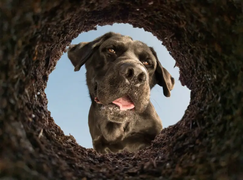 Dog looking inside a hole in the ground.
