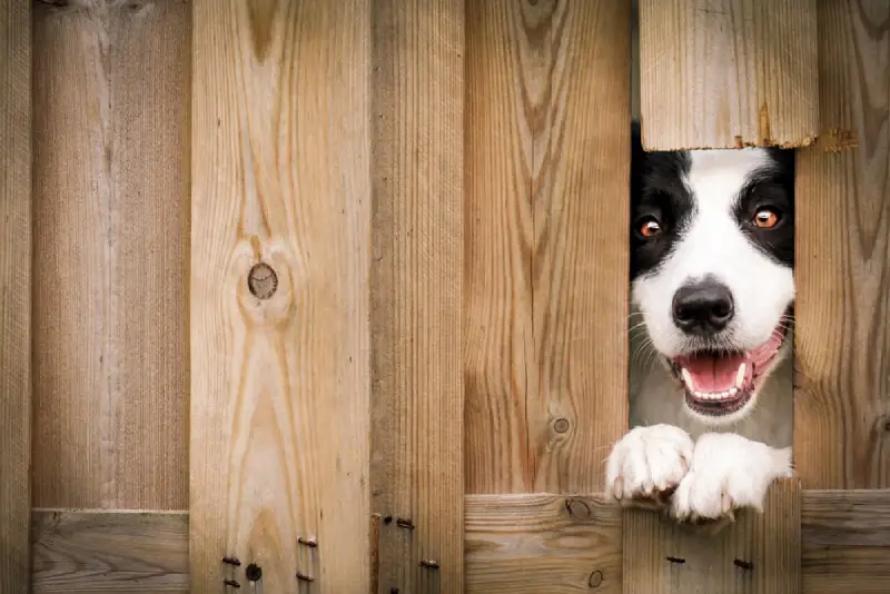 Dog looking through a hole in wooden fence.