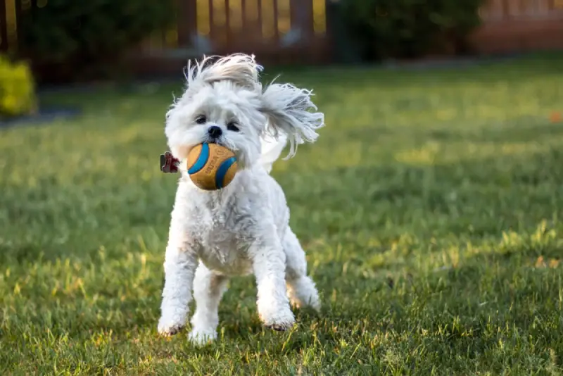 Dog running with a ball in residential yard.