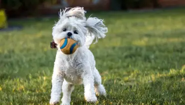 Dog running with a ball in residential yard.
