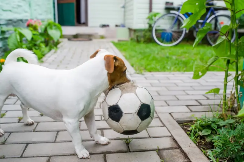 Dog holding a soccer ball on a pathway in residential yard.