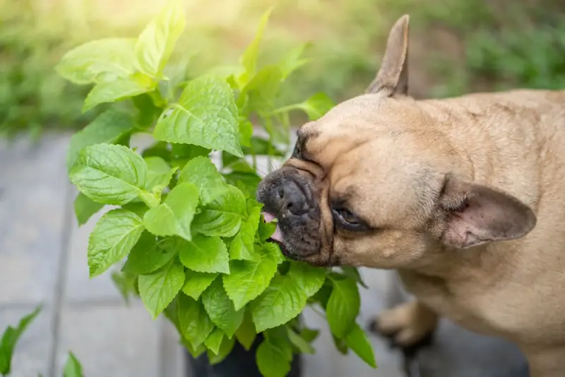 Dog sniffing a plant.