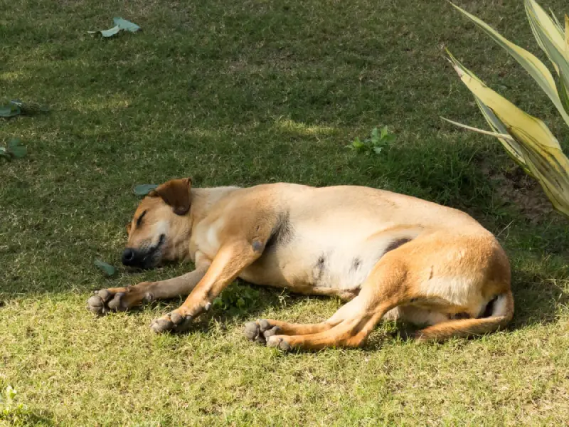 Dog resting in the shade in a backyard.