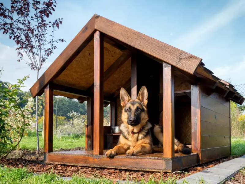 Dog sitting inside a dog house in residential back yard.