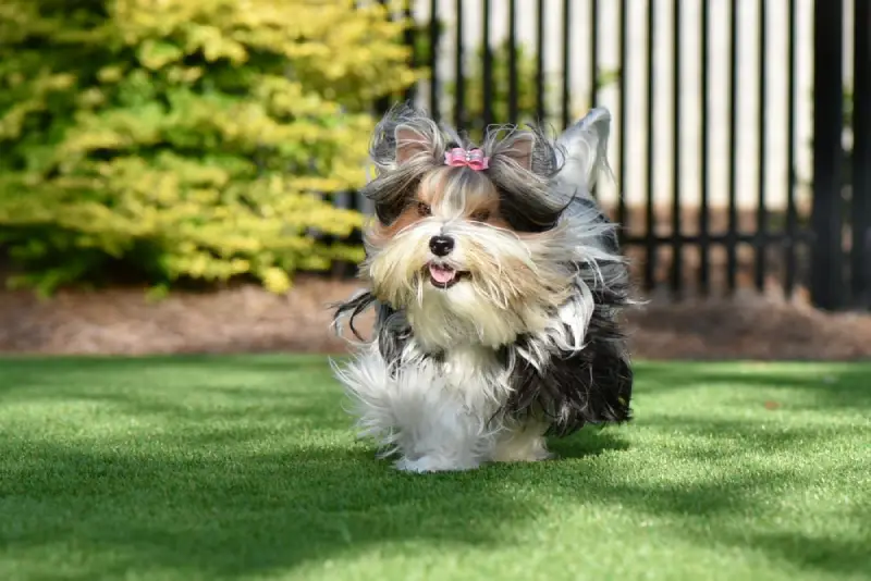 Dog running on artificial grass in yard.