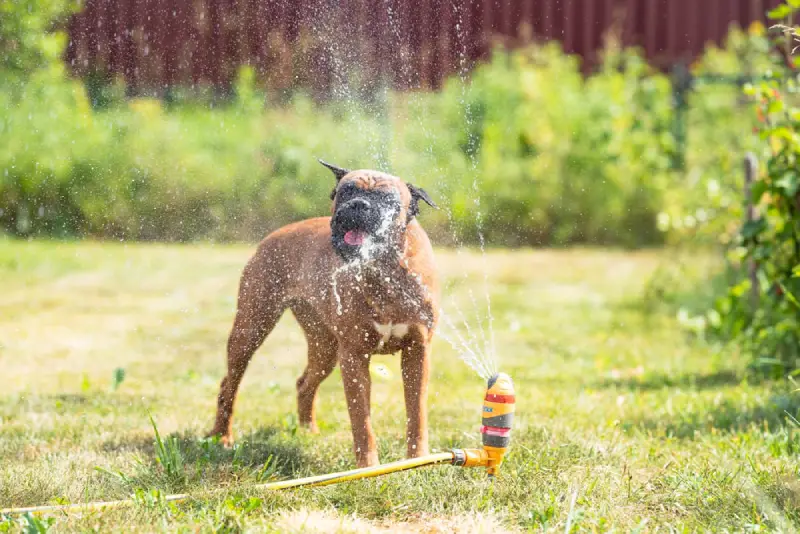 Dog playing with a sprinkler in backyard.