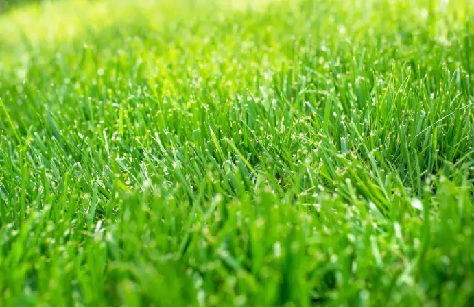 Healthy grass in residential lawn