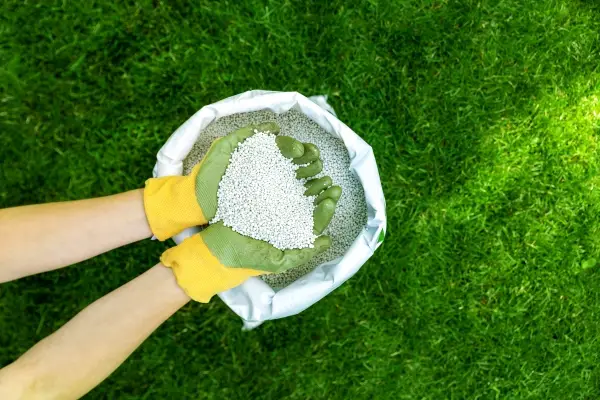 Overhead view of person wearing green rubber gloves and holding a handful of white pellet lawn fertilizer.