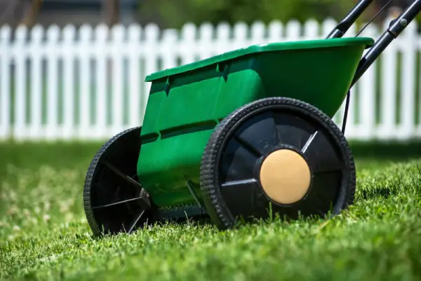 Lawn spreader on grass for overseeding.
