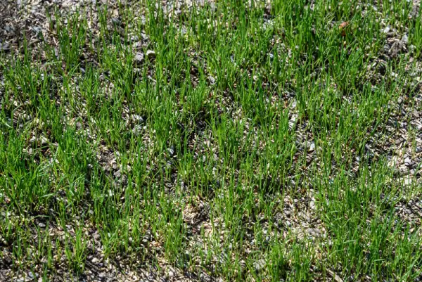 Lawn with seeds planted for new grass