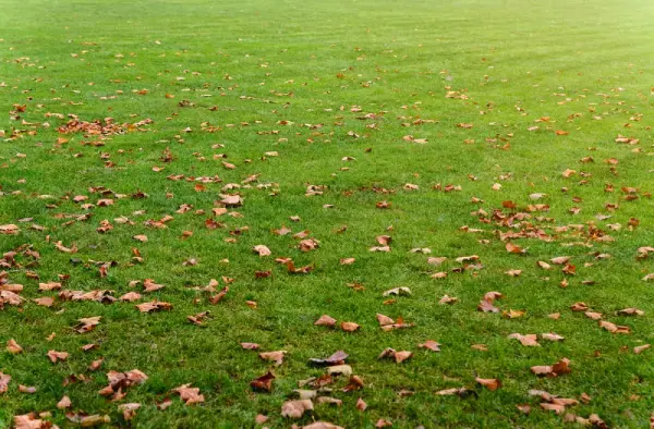 Leaves scattered on grass.