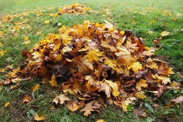 Pile of leaves on grass.