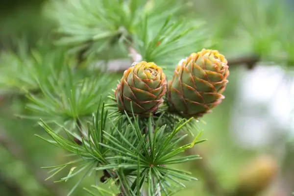 Pine cones on a pine tree branch.