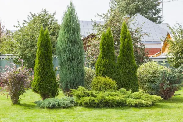 Pine trees in a residential yard.