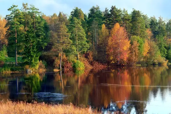Pine trees on a lake in autumn.