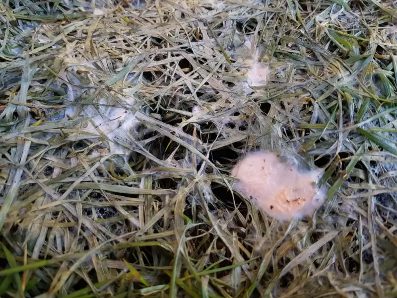 Pink snow mould on grass