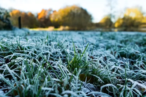 Snow covered grass in winter