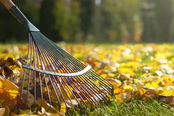 Rake clearing leaves on a lawn.