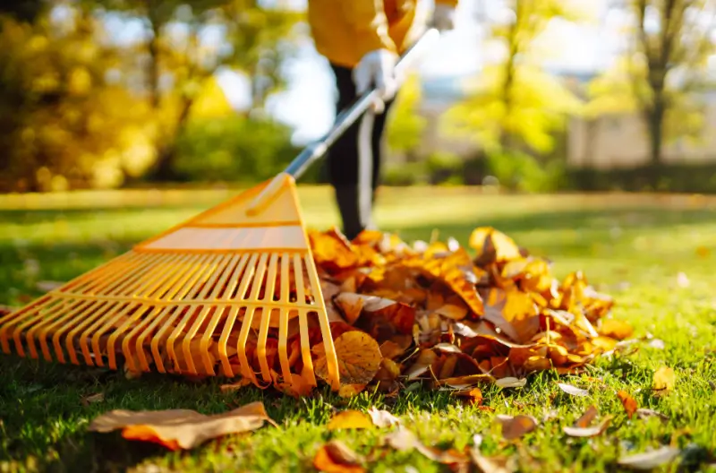 Landscaper raking leaves on lawn