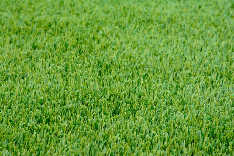 Ryegrass lawn