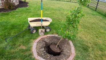 Transplanting a new young maple tree in a garden into a fresh hole dug in a circular flowerbed in green grass