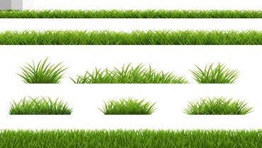 Different types of grasses displayed on a white background.