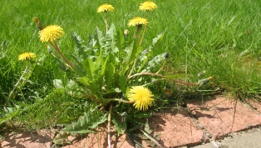 Dandelion weed growing next to lawn and paver stones.