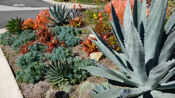 Collection of drought tolerant plants in front yard of a residential home.