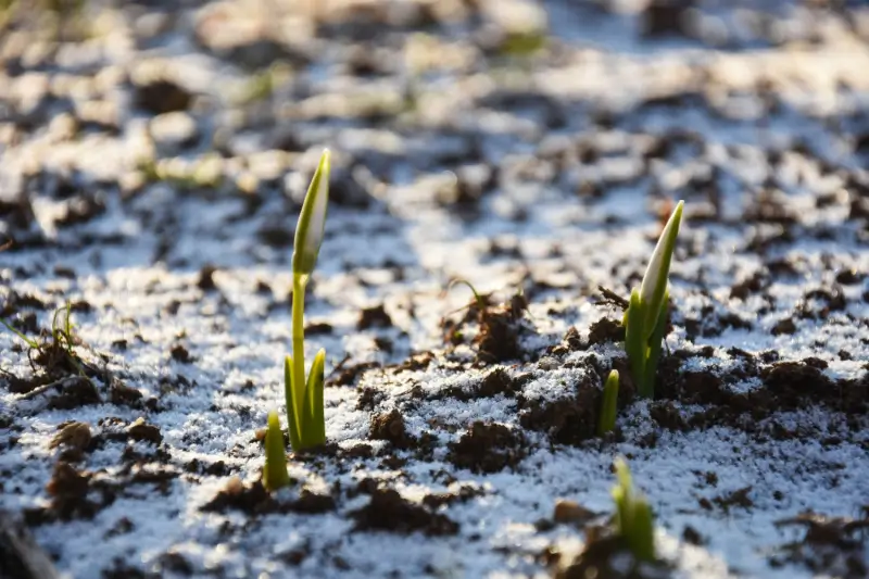 Grass seeds planted in soil in the winter in Canada