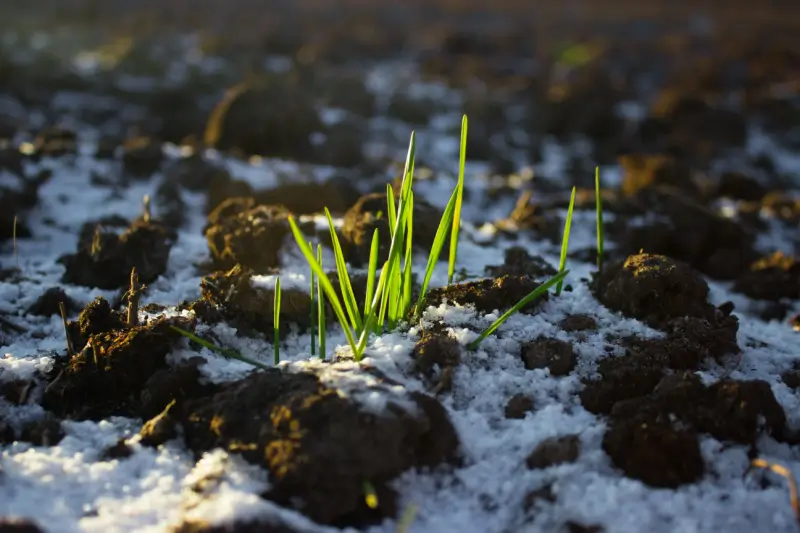 Grass seeds growing in soil in the winter