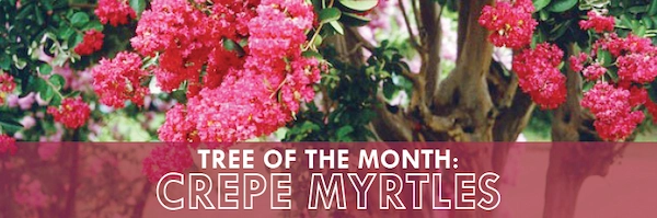 A blossoming crepe myrtle tree with the words Tree of the Month: Crepe Myrtles.