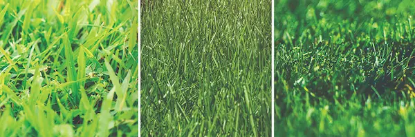 Pictures of different types of lawn grasses