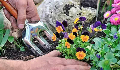 hands planting flowers with garden tool