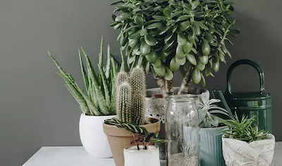 variety of indoor plants on table