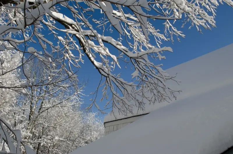 Tree covered in snow next to a roof.