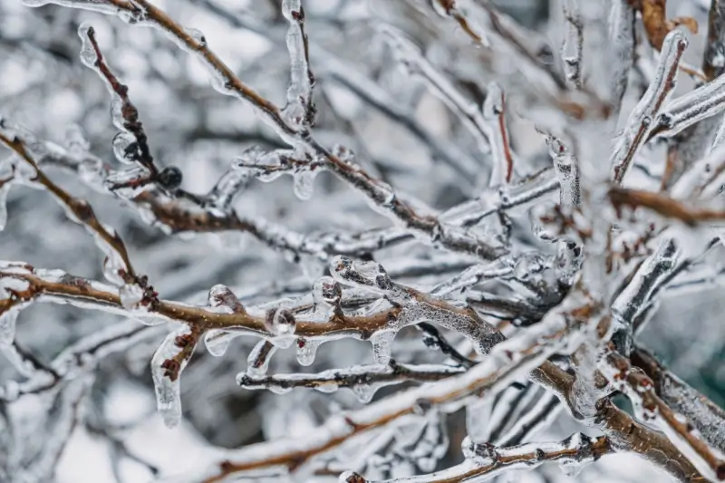 Tree branches covered in ice.