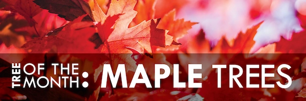 Tree of the Month: Maple Trees.