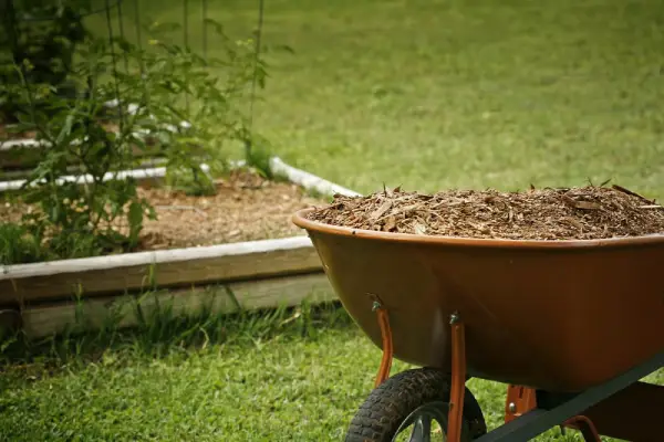 Mulch in a wheelbarrow near garden bed.