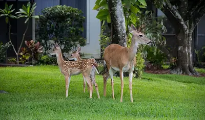 a doe and two fawns in a yard