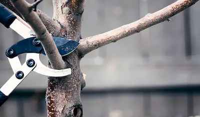 Pruning tool removing dead tree branch