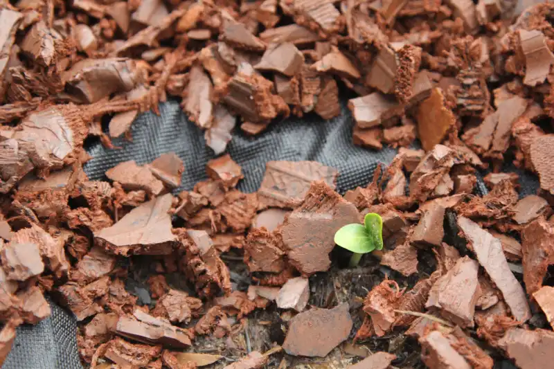 Plant emerging from garden bed covered with brownish-red rubber mulch.
