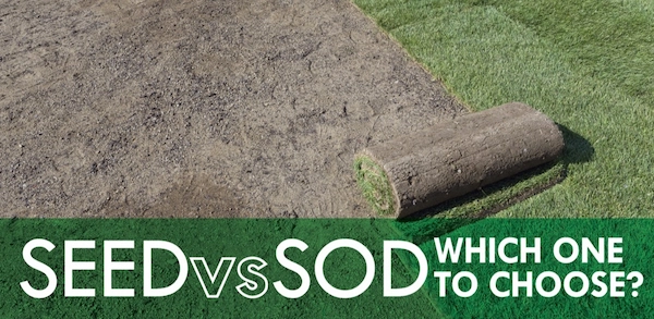 Seed vs. Sod: Which One to Choose.