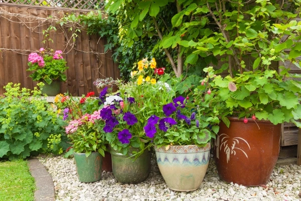 shade loving flowers planted in pots