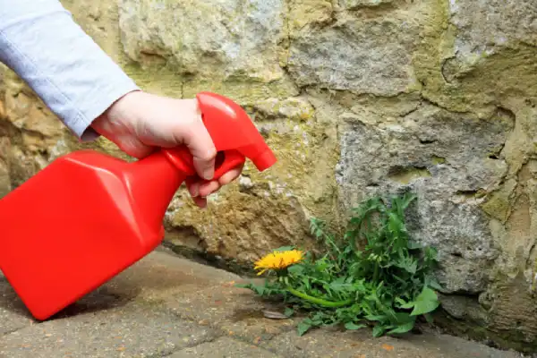 Hand spraying homemade weed killer in red bottle on a weed.