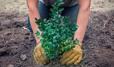 person planting a bush
